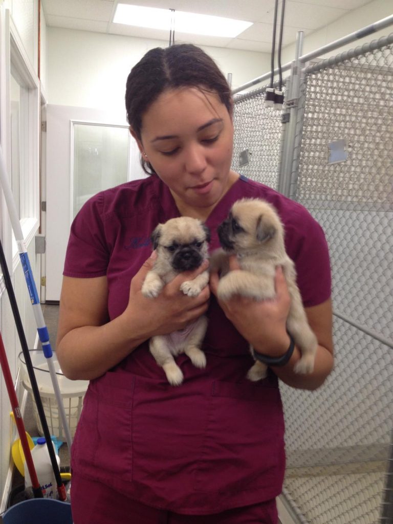 Veterinary Wellness Exams in Brockport, NY Animal Clinic of East Avenue